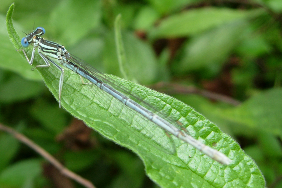Tutte Platycnemis pennipes (Odonata, Platycnemididae)